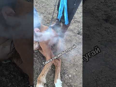 branded foal