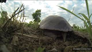 Canadian - Turtle - Laying Eggs - Full Video