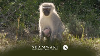 Primates of the Bush: The Vervet Monkey and Chacma Baboon