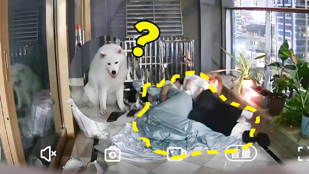 没有钥匙只是你的谎言！狗砸：怎么了你们人类没有窝吗，干嘛要抢我的地盘！【一航1】