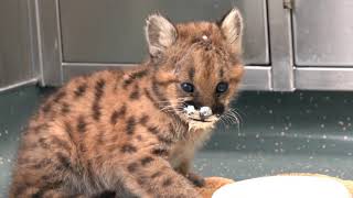 Home Found For 8-Week-Old Cougar Cub Orphan