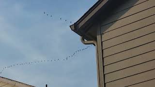 Why do birds fly in V shape?