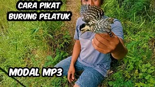 cara pikat burung pelatuk beras paling ampuh