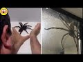 As Aranhas Mais Assustadoras Encontradas Vagando Pelas Casas