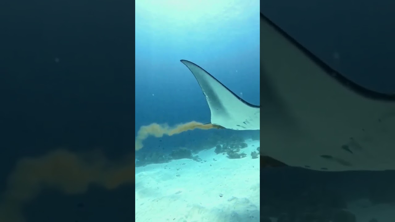 Ever seen a Manta Ray poop? You have now. 🎥 by @divingmaldive 