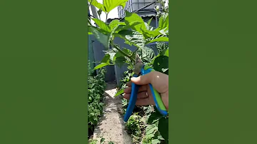 Сделай это сразу, после сбора урожая ежевики.