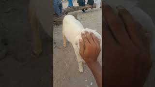 2027 ki Qurbani k liye mashallah 🤩 tayar hai abhi sy #virqlshorts #goat #vlog