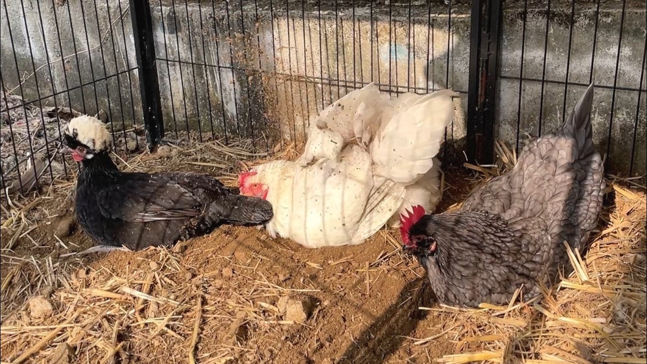 닭들이 흙목욕하면 벌어지는 일 ㅋㅋ