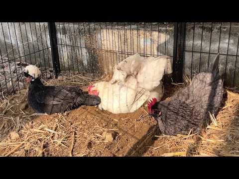 닭들이 흙목욕하면 벌어지는 일 ㅋㅋ