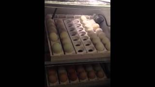 Baralak's homemade incubator