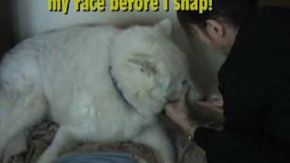 How to Brush A Wolf's Teeth