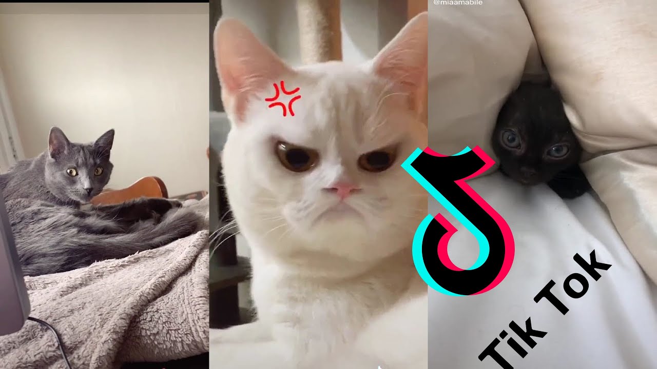 Funny Cats Cat Tiktoks Being Cats Tiktok Compilation Youtube