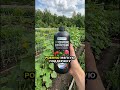 Артикул Biogrowth ВБ: WW348356 — Огурцы растут быстро и вкусно