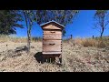 Beekeeping Hive inspection in Petaluma