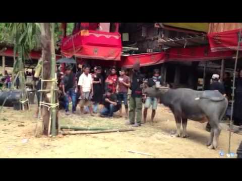 Toraja ceremonial  Doovi