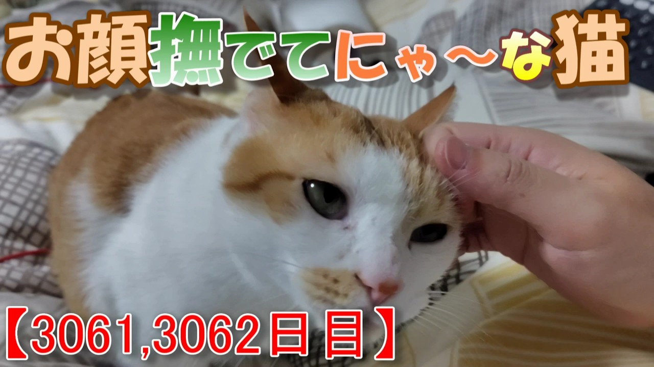 3061,3062日目】お顔撫でてにゃ～な猫【かわいい・面白い】～The