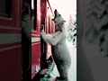 Animals Warning Signals to Humans  #animals #bear  #rescue