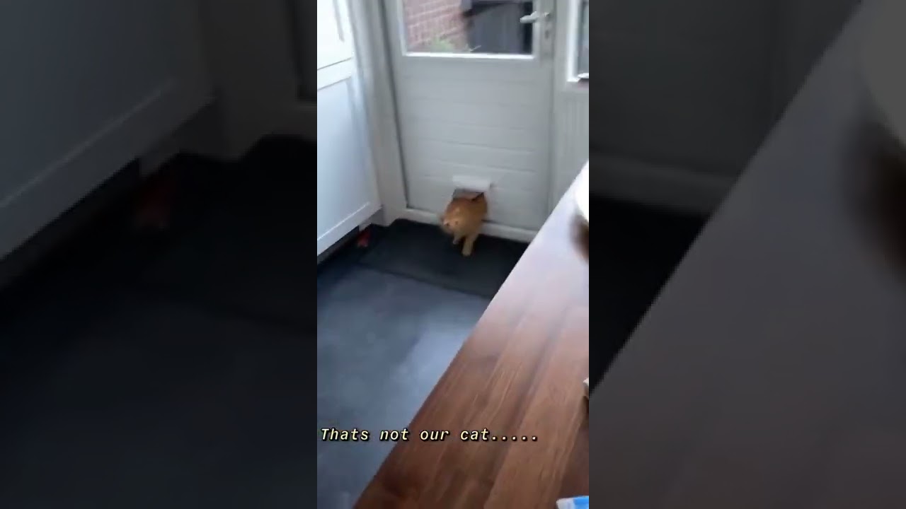 Cat Enters The Wrong House tiktok by richelledejong1