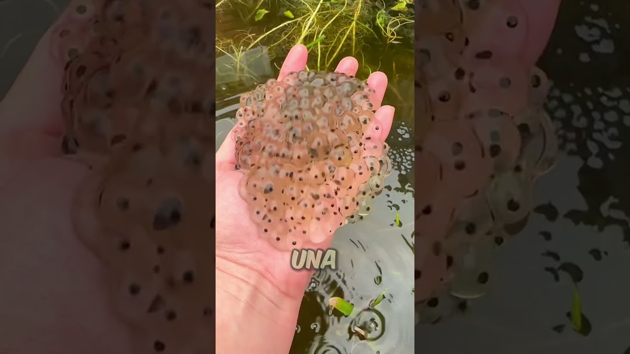 SI VES ESTAS BOLAS EN MEDIO DEL AGUA NO LAS TOQUES