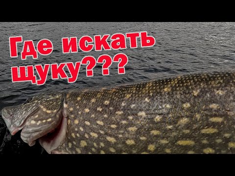 FISHING CHANNEL OR FIELD??? WHERE TO FIND TROPHY PIKE? Fishing with the Ronin Rush SONIC INSURGEN...
