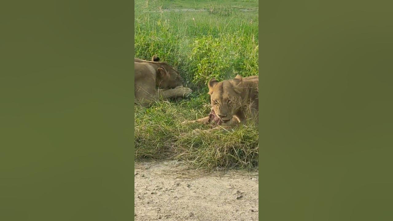 Worlds Best Lion Safari | Feeding Lions | Feeding Lions Pride | Lions