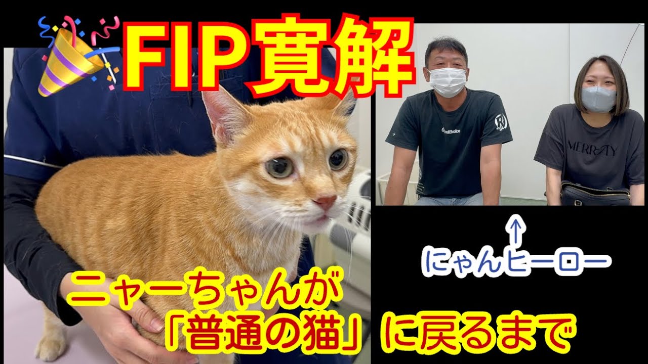 祝・寛解！ニャーちゃんが“普通の猫”に戻るまで──誤診と開腹手術を