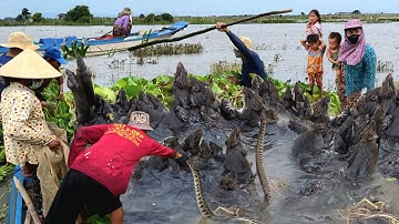 Nước nổi 2025 ngập đồng trúng mánh cù chuột kiếm tiền người dân biên giới Campuchia