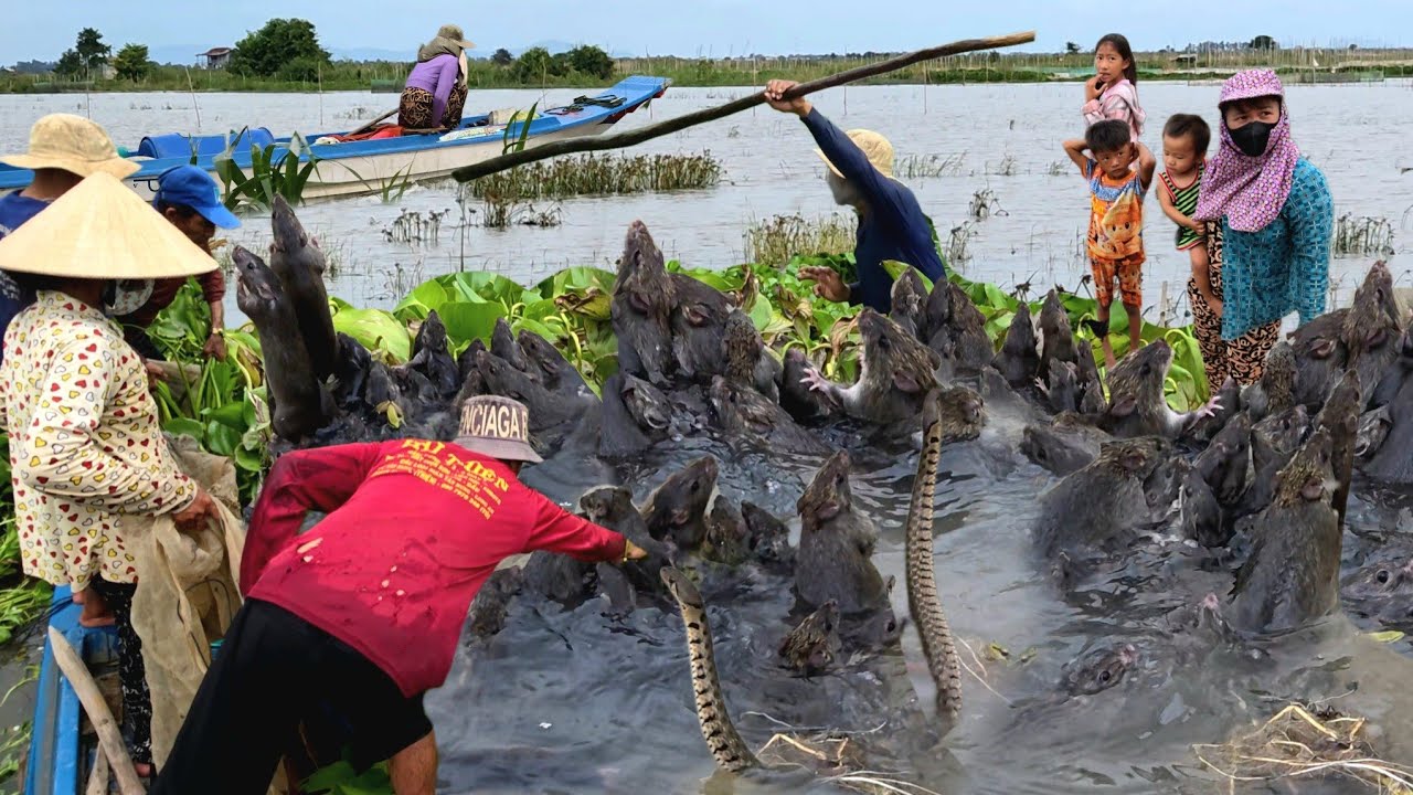 Nước nổi 2025 ngập đồng trúng mánh cù chuột kiếm tiền người dân biên giới Campuchia