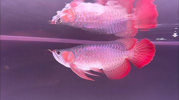 Cho cá rồng ăn sung khó hay dễ ? | Mồi cho cá rồng | Mẹo nuôi cá rồng #carong