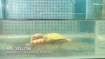 Albino SoftShell Turtle