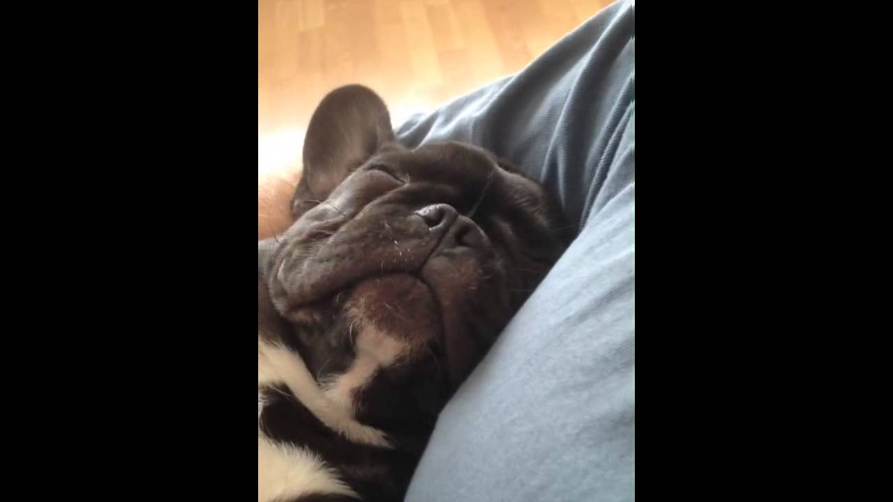 French Bulldog Snoring Puppy YouTube