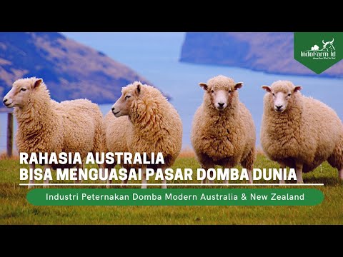 Video: Apa Perbedaan Antara Gembala Australia dan Anjing Ternak Australia?