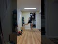 Split Squat Hops