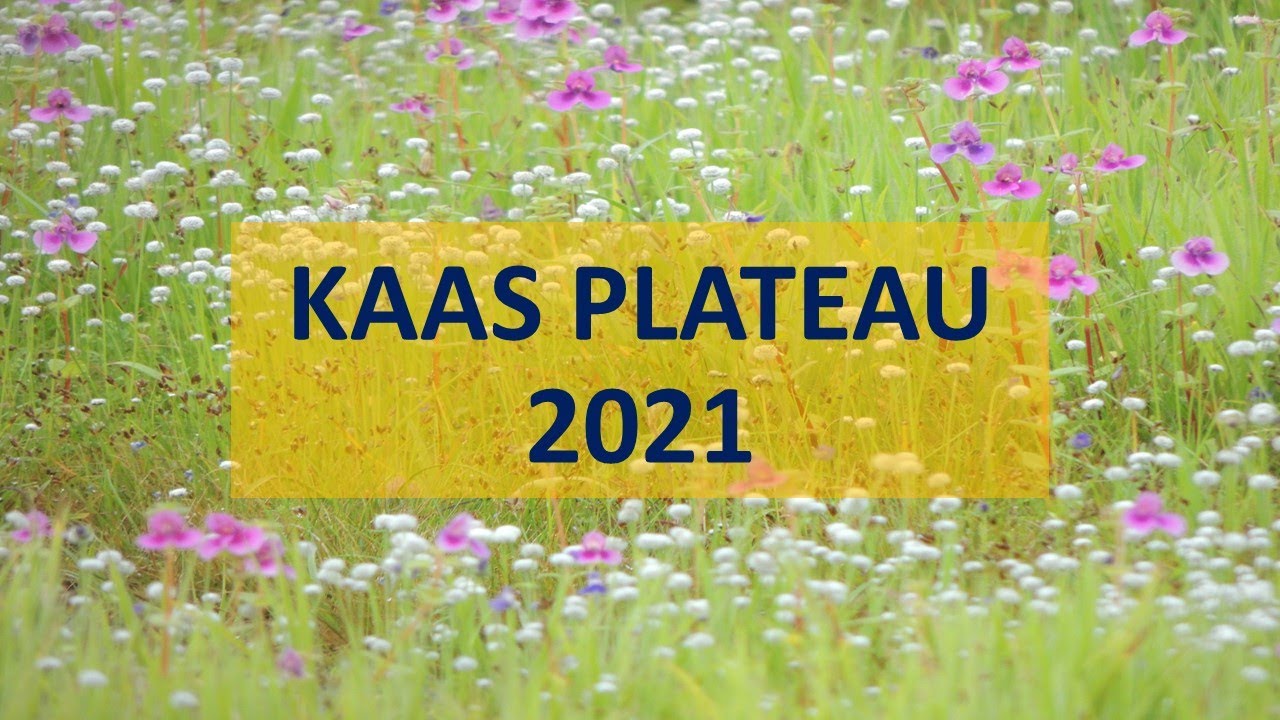 Kaas Plateau | Kaas Pathar Satara | September 2021 | Quick travel guide to Kaas | World Heritage