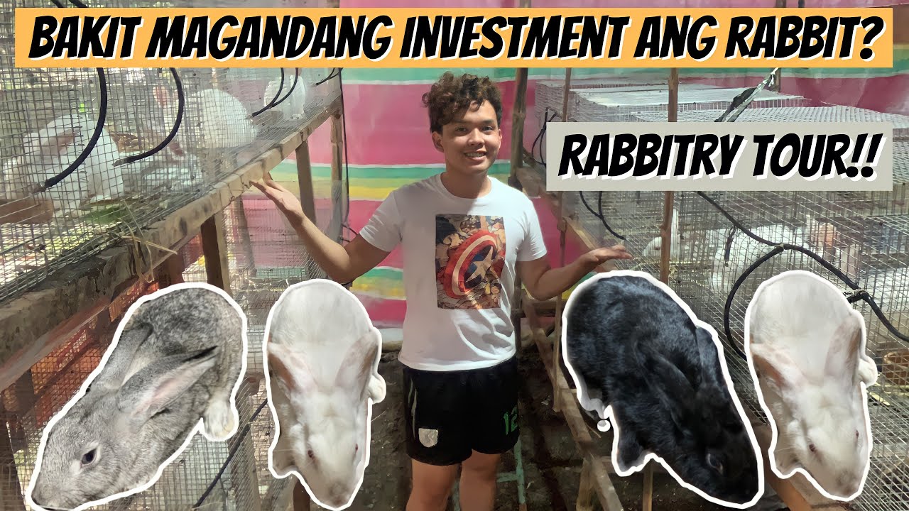 BAKIT DAPAT KANG MAGINVEST SA RABBIT BUSINESS? | Robi Rabbit Farm Tour