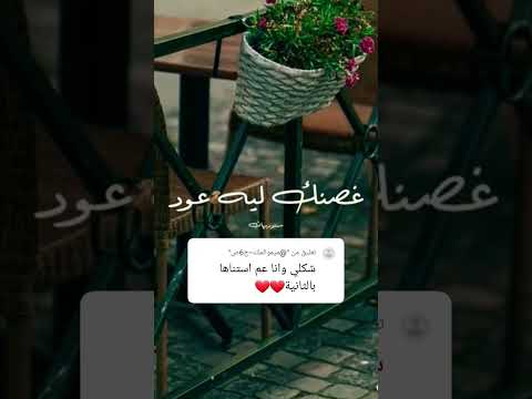 يا شجرة التوت 