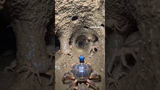Crab 🦀 home #explore #crab #nurture #discover #crabs #animals #animal #crabby #home