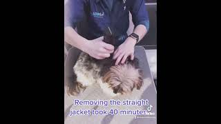 Welfare groom severely matted dog