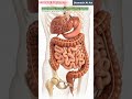 intestinal system #IntestinalSyste #DigestiveHealth #HumanAnatomy #Digestive #HealthyGut #Anatomy