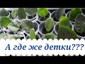 Фиалки. Моя первая посылка с черенками, прошло пять месяцев, а деток нет!!!