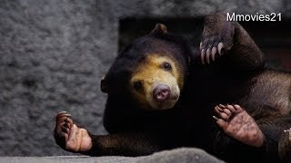 Sun Bear cub is hyper〜駆けまわって遊ぶマレーグマ母子