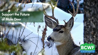 Southern Interior Mule Deer Project Webinar