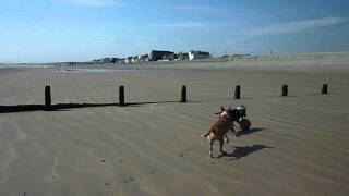 Jarvis, Amber And Buddy, The Bull Terriers Playing On Camber Sands
