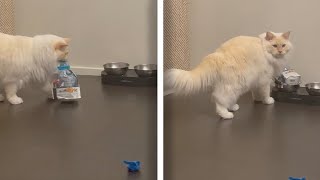 Owners Films Cat Helping Himself To Food