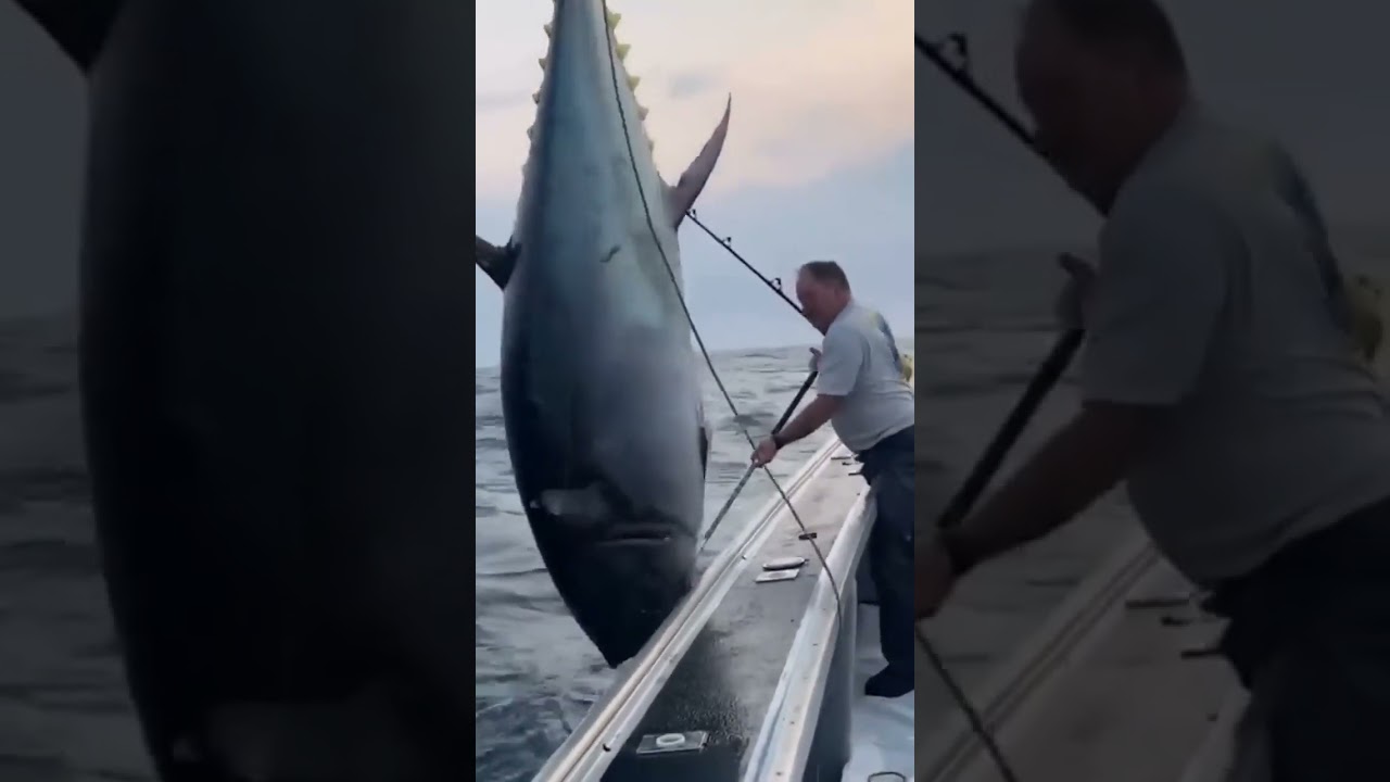 Tamanho Desse Atum Fisgado em Alto Mar! Pesca Oceânica de Atum #fishing #shortsvideo #shorts