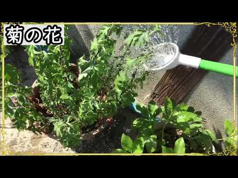 ゴーヤ 水やり 忘れ ゴーヤ 水やり 忘れ