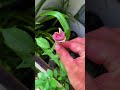 Hoa hồng màu này xinh xỉu #xuhuongyoutube #hoahong #trongcay