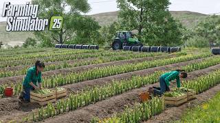 Full Animated Harvest Of Asparagus Realistic Gameplay Fs25