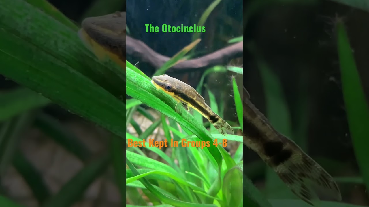 Otocinclus Water Parameters 