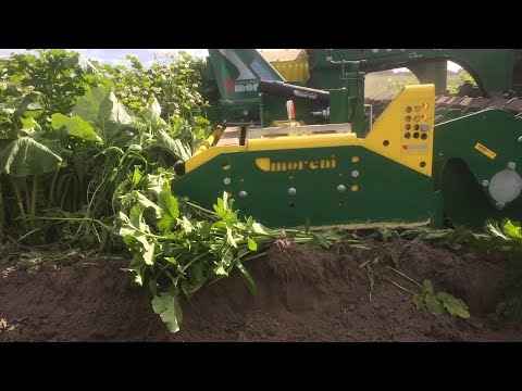 Video: Ako kopať v úrode na zelené hnojenie?